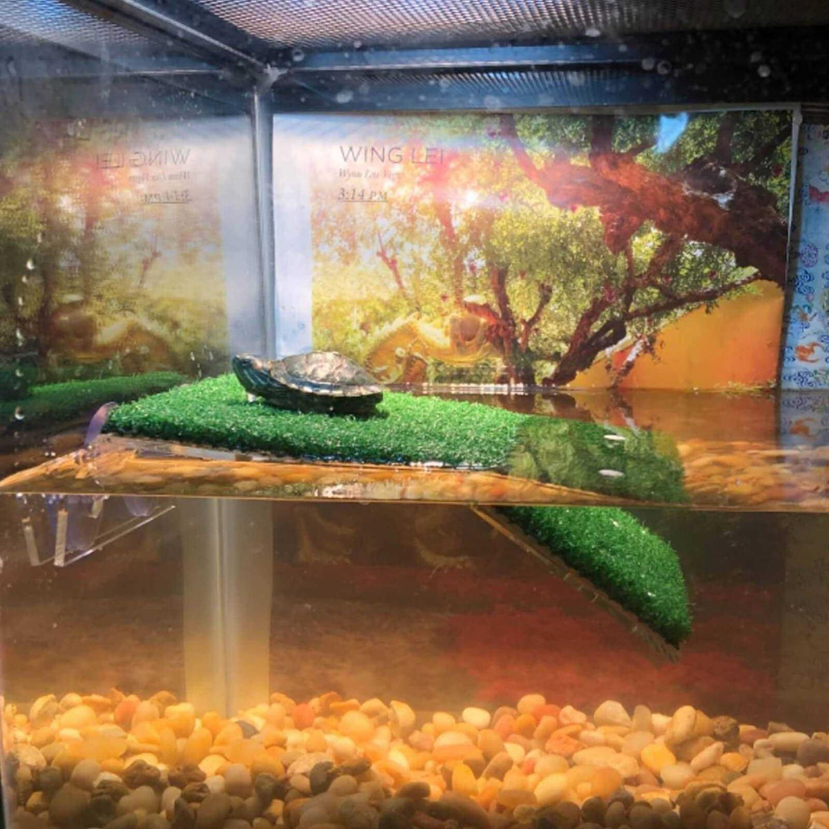 Turtle Basking Platform Z6409